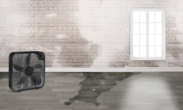 Best Water damage restoration near me  in Marksville, LA